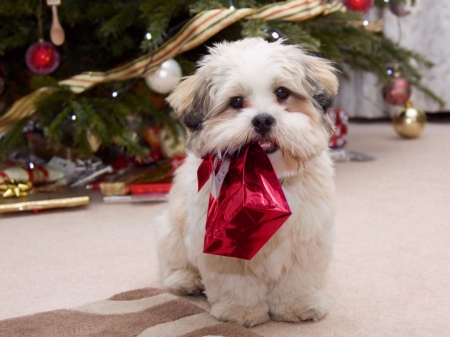 DECORATING THE PET - toy dogs, adorable, pets, christmas, small dog, holidays, dogs, cute, terrier, puppies