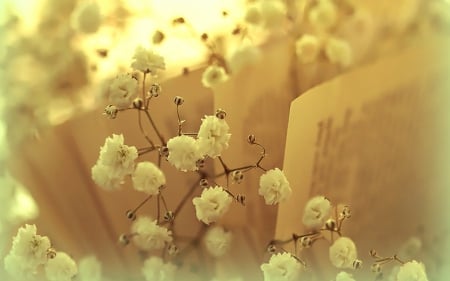 SOFT READING - easy, soft, reading, time, book, yellow, pale, backgrounds, flowers, dreaming