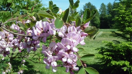 My Backyard Trees - blooms, trees, summer, photography, lawn, spring, grass, flowers, field, floral, sky