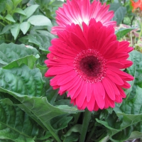 Flowers garden in greenhouse 77