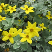 Flowers garden in greenhouse 78