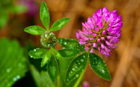 Clover flower - nice, freshness, delicate, water, wet, lovely, clover, nature, pretty, beautiful, leaves, drops, flower