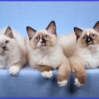 Three Ragdoll Kitties