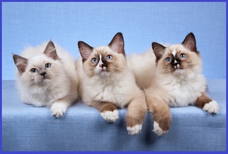 Three Ragdoll Kitties - kitties, cute, abimals, cats