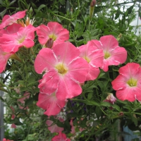 Flowers garden in greenhouse 81