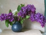 purple lilacs