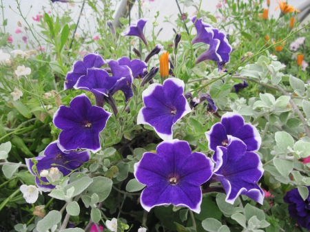 Flowers garden in greenhouse 82 - purple, photography, green, petunias, flowers, garden