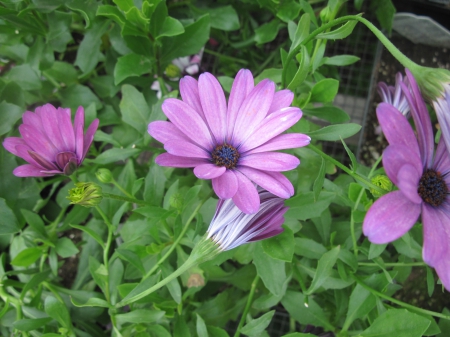 Flowers garden in greenhouse 83 - flowers, garden, green, photography, Daisy, pink