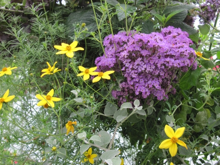 Flowers garden in greenhouse 84 - purple, yellow, photography, green, flowers, garden