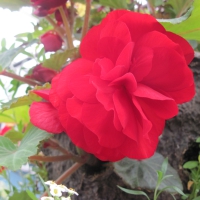 Flowers garden in greenhouse 88