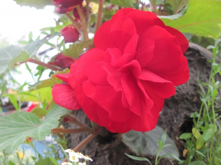 Flowers garden in greenhouse 88 - red, photography, green, flowers, garden