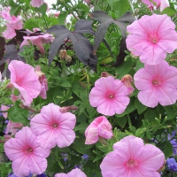 Flowers garden in greenhouse 87