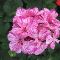 Flowers garden in greenhouse 89