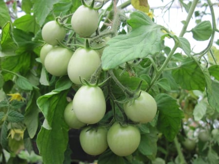 Green Tomatoes at the greenhouse