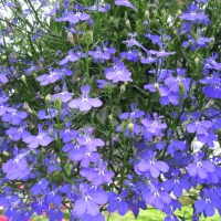 Flowers garden in greenhouse 91