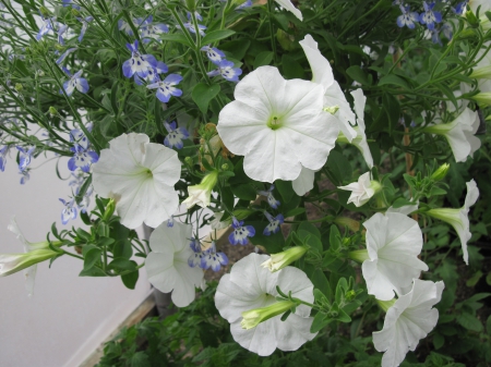 Flowers garden in greenhouse 92 - white, photography, petunias, green, flowers, basket, garden