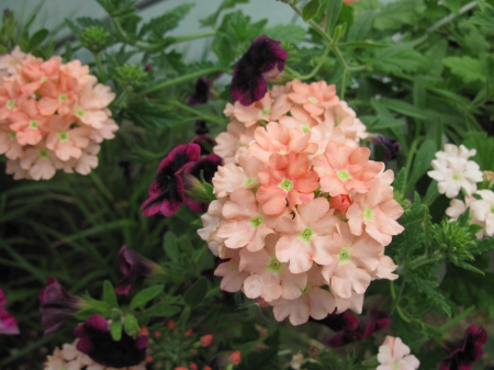 Flowers garden in greenhouse 93 - photography, peach, green, flowers, garden