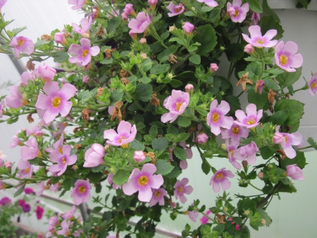 Flowers garden in greenhouse 94 - pink, photography, green, flowers, basket, garden