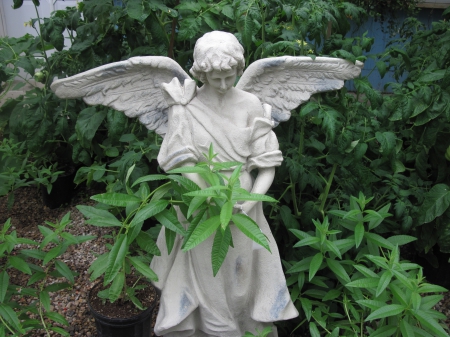 Greenhouse Angel - fields, statue, angel, photography, green, leaf