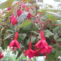 Flowers garden in greenhouse 99