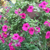 Flowers garden in greenhouse 100