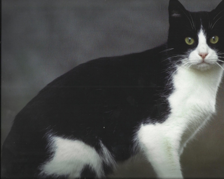 Cat - black, white, cute, paws, cat