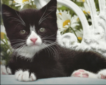 Kitten with daisies - daisies, flowers, kitten, cute, paws