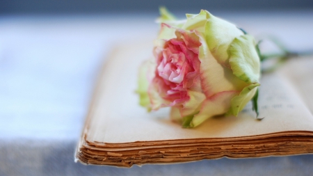 Memories - memories, rose, pink, book