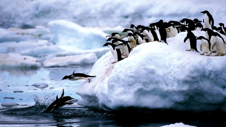 Dive, Dive, Dive - ice, water, penguins, cold