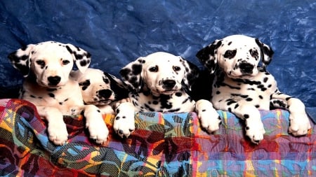 I See Spots - couch, matian, puppie, resting