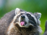 Raccoon