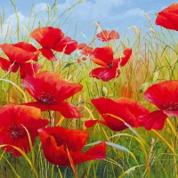 Poppies