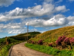 country road on a beautiful spring day