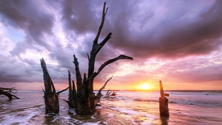 trees on a beach at sunset - clouds, trees, sunset, beach, sea, petrified