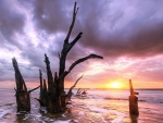 trees on a beach at sunset