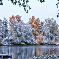 lovely frosted trees by a river