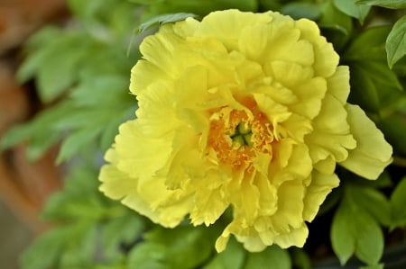 *** Yellow peony *** - nature, yellow, peony, flowers, flower