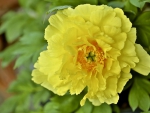 *** Yellow peony ***