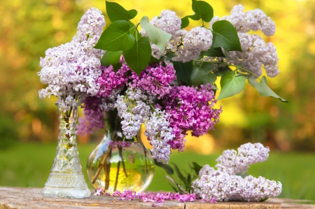 *** Lilacs *** - flowers, flower, nature, lilacs