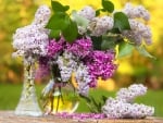 *** Lilacs ***