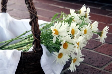 *** Simple beauty *** - white, nature, color, flowers, flower