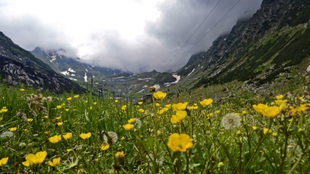 Highlands valley - flowers, summer, mountain, valley