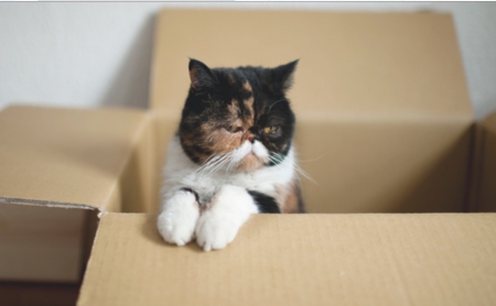 Kittie's box