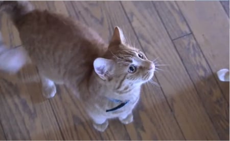 Cat looks at food coming - cat, waits, food, floor