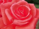 a Dark Pink Rose