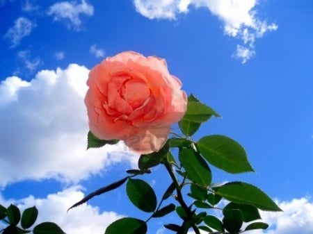 a Pretty Pink Rose Outside - outside, pink, rose, pretty