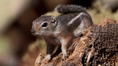 Squirrel - animal, tree, squirrels, squirrel