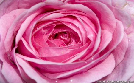 a Very Lovey Pink Rose - pink, cool, rose, pretty