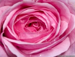 a Very Lovey Pink Rose