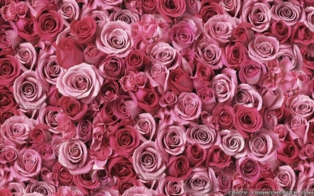 a Bunch of Pink Roses - bunch, roses, pink, lovey